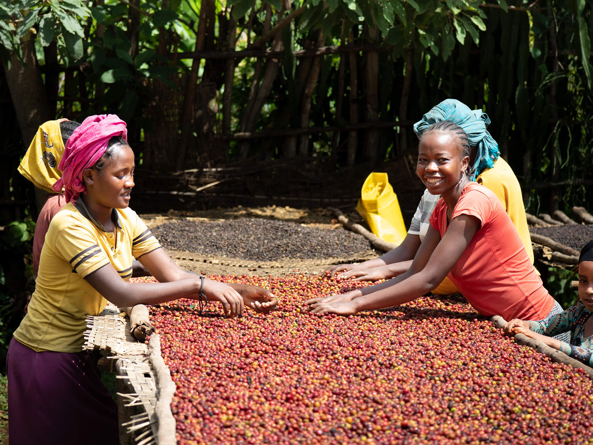 Amokka® Coffee being sorted in Beshu, Ethiopia
