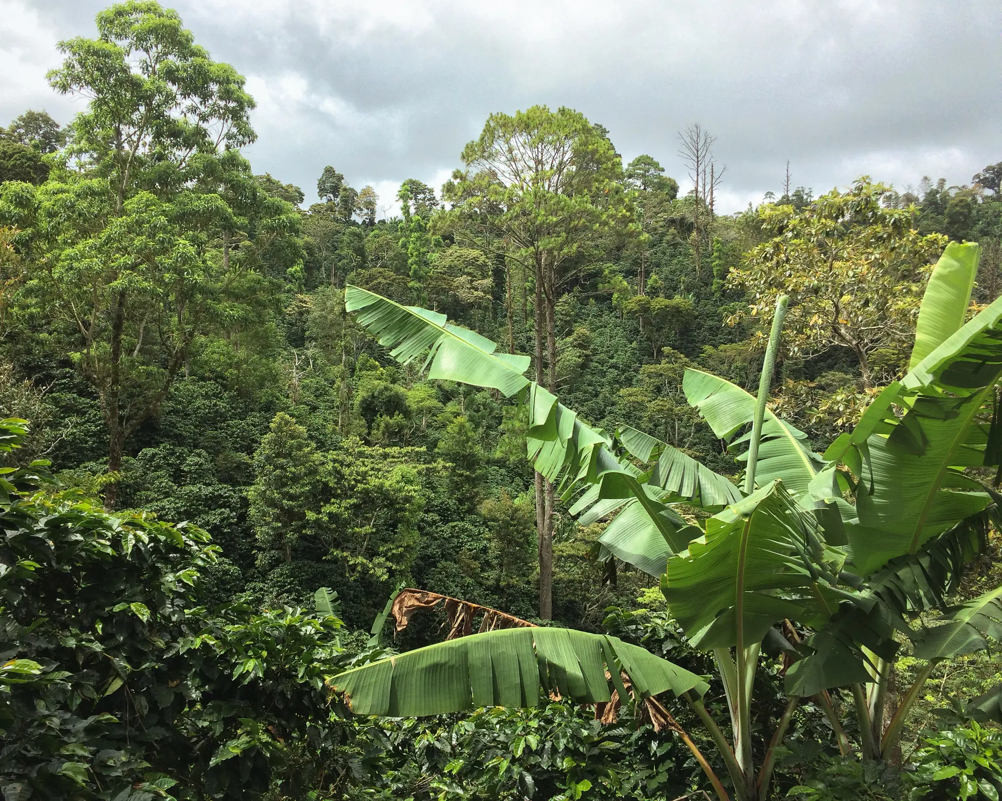 Hillside with coffee trees and shade trees interplanted.