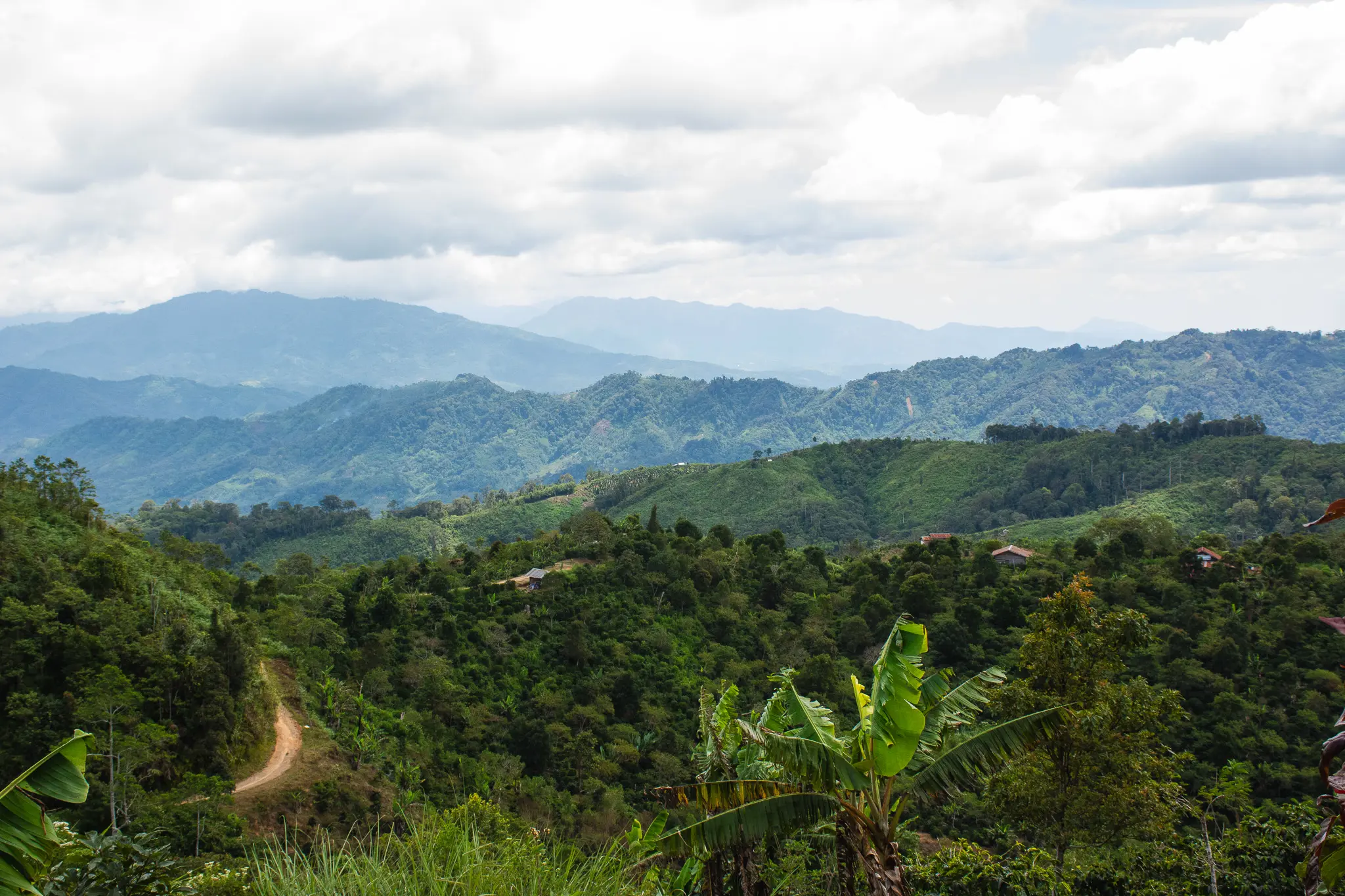 Coffee landscape in sumatra