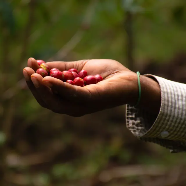 Coffee cherries in a cupped hand